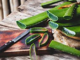 Aloe vera: एलोवेरा के लाभ और हानि नहीं जानते होंगे आप…?