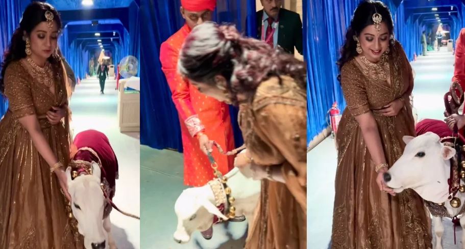 Anant And Radhika Wedding: अनंत और राधिका की शादी में बछड़े के साथ मस्ती करती दिखाई दी श्रेया घोषाल, वीडियो हुआ वायरल